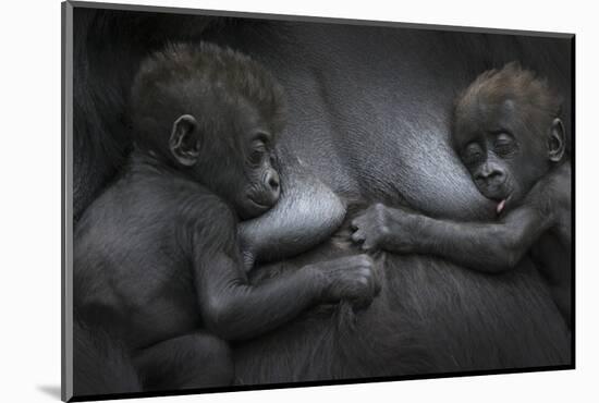 Western Lowland Gorilla (Gorilla Gorilla Gorilla) Twin Babies Age 45 Days Resting on Mother's Chest-Edwin Giesbers-Mounted Photographic Print