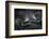 Western Lowland Gorilla (Gorilla Gorilla Gorilla) Twin Babies Age 45 Days Resting on Mother's Chest-Edwin Giesbers-Framed Photographic Print