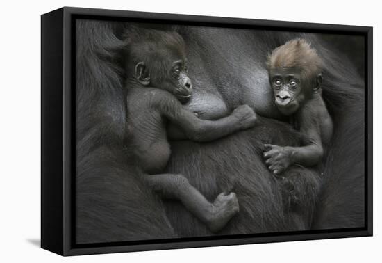Western Lowland Gorilla (Gorilla Gorilla Gorilla) Twin Babies Age 45 Days Resting on Mother's Chest-Edwin Giesbers-Framed Premier Image Canvas