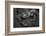 Western Lowland Gorilla (Gorilla Gorilla Gorilla) Twin Babies Age 45 Days Resting on Mother's Chest-Edwin Giesbers-Framed Photographic Print