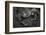 Western Lowland Gorilla (Gorilla Gorilla Gorilla) Twin Babies Age 45 Days Resting on Mother's Chest-Edwin Giesbers-Framed Photographic Print