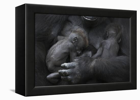 Western Lowland Gorilla (Gorilla Gorilla Gorilla) Twin Babies Age 45 Days Sleeping in Mother's Arms-Edwin Giesbers-Framed Premier Image Canvas