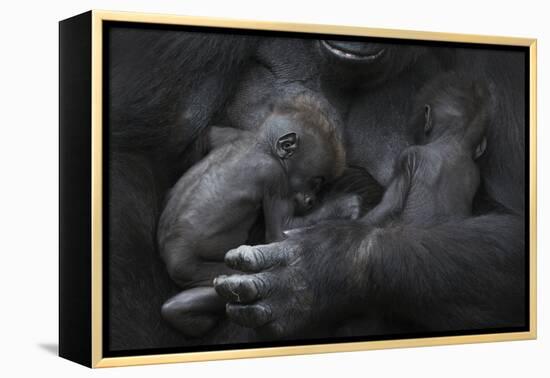 Western Lowland Gorilla (Gorilla Gorilla Gorilla) Twin Babies Age 45 Days Sleeping in Mother's Arms-Edwin Giesbers-Framed Premier Image Canvas