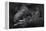 Western Lowland Gorilla (Gorilla Gorilla Gorilla) Twin Babies Age 45 Days Sleeping in Mother's Arms-Edwin Giesbers-Framed Premier Image Canvas