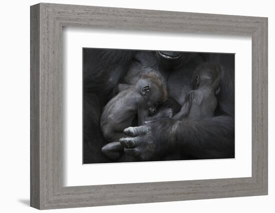 Western Lowland Gorilla (Gorilla Gorilla Gorilla) Twin Babies Age 45 Days Sleeping in Mother's Arms-Edwin Giesbers-Framed Photographic Print