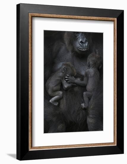 Western Lowland Gorilla (Gorilla Gorilla Gorilla) Twin Babies Age 45 Days Sleeping-Edwin Giesbers-Framed Photographic Print