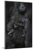 Western Lowland Gorilla (Gorilla Gorilla Gorilla) Twin Babies Age 45 Days Sleeping-Edwin Giesbers-Mounted Photographic Print