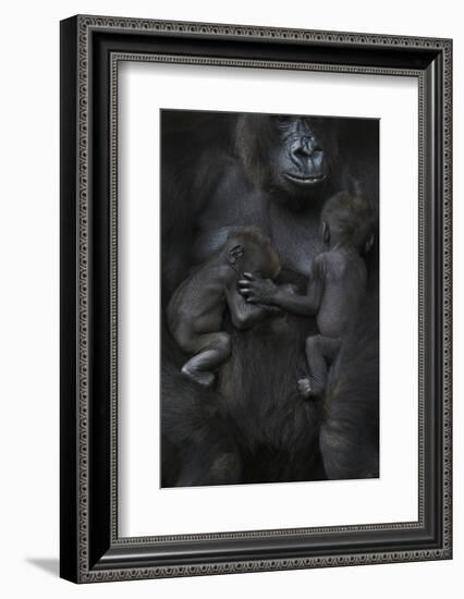 Western Lowland Gorilla (Gorilla Gorilla Gorilla) Twin Babies Age 45 Days Sleeping-Edwin Giesbers-Framed Photographic Print