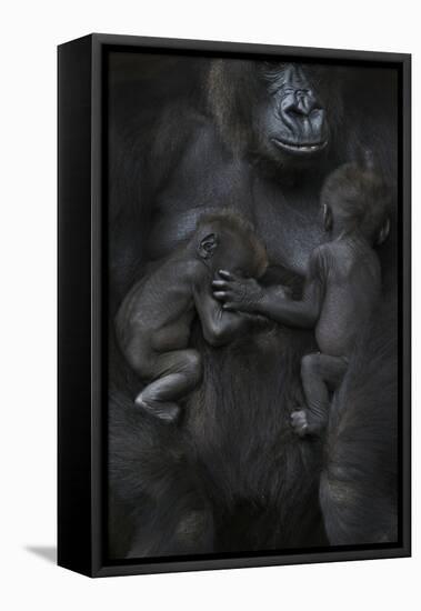 Western Lowland Gorilla (Gorilla Gorilla Gorilla) Twin Babies Age 45 Days Sleeping-Edwin Giesbers-Framed Premier Image Canvas