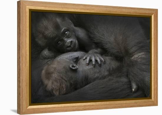 Western Lowland Gorilla (Gorilla Gorilla Gorilla) Twin Babies Age 45 Days-Edwin Giesbers-Framed Premier Image Canvas