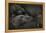 Western Lowland Gorilla (Gorilla Gorilla Gorilla) Twin Babies Age 45 Days-Edwin Giesbers-Framed Premier Image Canvas