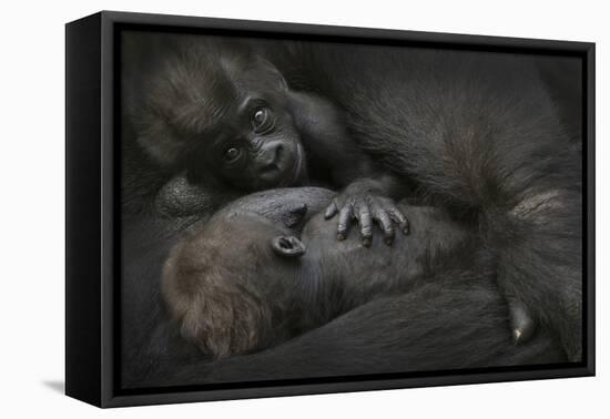 Western Lowland Gorilla (Gorilla Gorilla Gorilla) Twin Babies Age 45 Days-Edwin Giesbers-Framed Premier Image Canvas