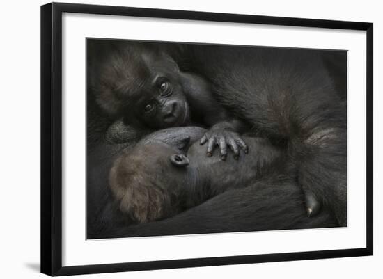 Western Lowland Gorilla (Gorilla Gorilla Gorilla) Twin Babies Age 45 Days-Edwin Giesbers-Framed Photographic Print