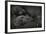 Western Lowland Gorilla (Gorilla Gorilla Gorilla) Twin Babies Age 45 Days-Edwin Giesbers-Framed Photographic Print