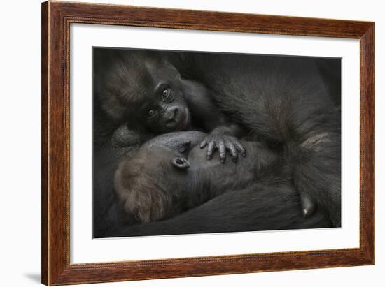 Western Lowland Gorilla (Gorilla Gorilla Gorilla) Twin Babies Age 45 Days-Edwin Giesbers-Framed Photographic Print