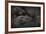 Western Lowland Gorilla (Gorilla Gorilla Gorilla) Twin Babies Age 45 Days-Edwin Giesbers-Framed Photographic Print