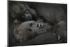 Western Lowland Gorilla (Gorilla Gorilla Gorilla) Twin Babies Age 45 Days-Edwin Giesbers-Mounted Photographic Print