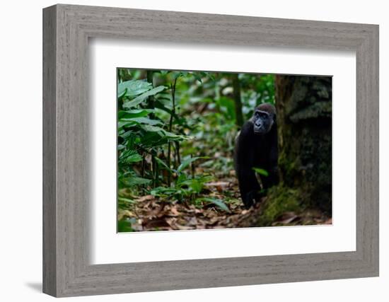 Western lowland gorilla in Marantaceae forest. Odzala-Kokoua National Park. Congo-Roger De La Harpe-Framed Photographic Print