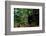 Western lowland gorilla in Marantaceae forest. Odzala-Kokoua National Park. Congo-Roger De La Harpe-Framed Photographic Print