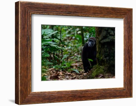 Western lowland gorilla in Marantaceae forest. Odzala-Kokoua National Park. Congo-Roger De La Harpe-Framed Photographic Print