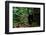 Western lowland gorilla in Marantaceae forest. Odzala-Kokoua National Park. Congo-Roger De La Harpe-Framed Photographic Print