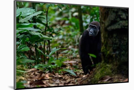 Western lowland gorilla in Marantaceae forest. Odzala-Kokoua National Park. Congo-Roger De La Harpe-Mounted Photographic Print