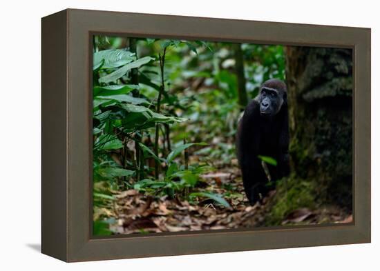 Western lowland gorilla in Marantaceae forest. Odzala-Kokoua National Park. Congo-Roger De La Harpe-Framed Premier Image Canvas