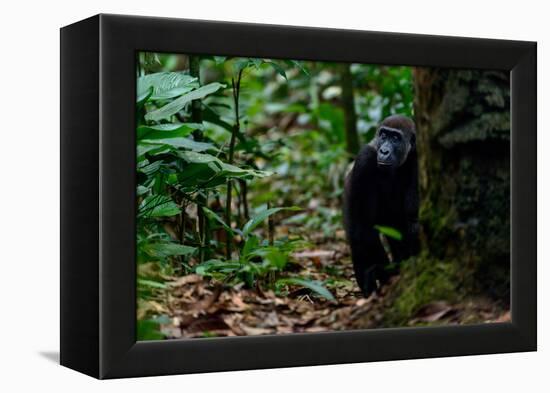 Western lowland gorilla in Marantaceae forest. Odzala-Kokoua National Park. Congo-Roger De La Harpe-Framed Premier Image Canvas