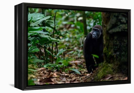 Western lowland gorilla in Marantaceae forest. Odzala-Kokoua National Park. Congo-Roger De La Harpe-Framed Premier Image Canvas