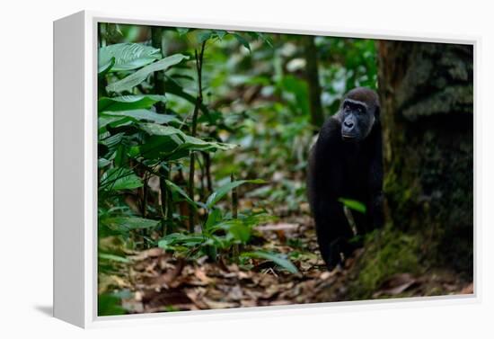 Western lowland gorilla in Marantaceae forest. Odzala-Kokoua National Park. Congo-Roger De La Harpe-Framed Premier Image Canvas