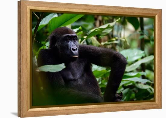 Western lowland gorilla in Marantaceae forest. Odzala-Kokoua National Park. Congo-Roger De La Harpe-Framed Premier Image Canvas