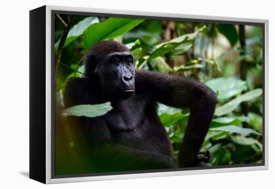 Western lowland gorilla in Marantaceae forest. Odzala-Kokoua National Park. Congo-Roger De La Harpe-Framed Premier Image Canvas