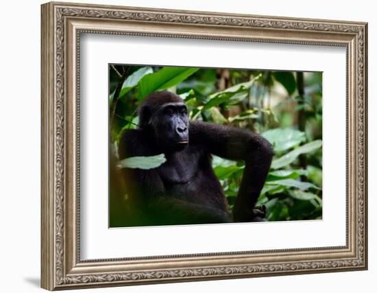 Western lowland gorilla in Marantaceae forest. Odzala-Kokoua National Park. Congo-Roger De La Harpe-Framed Photographic Print