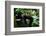 Western lowland gorilla in Marantaceae forest. Odzala-Kokoua National Park. Congo-Roger De La Harpe-Framed Photographic Print