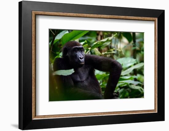 Western lowland gorilla in Marantaceae forest. Odzala-Kokoua National Park. Congo-Roger De La Harpe-Framed Photographic Print