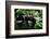 Western lowland gorilla in Marantaceae forest. Odzala-Kokoua National Park. Congo-Roger De La Harpe-Framed Photographic Print