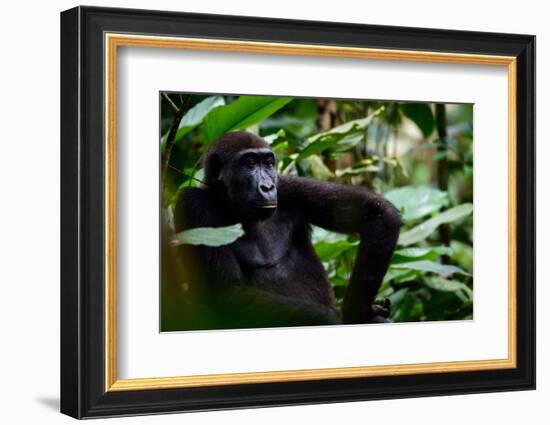 Western lowland gorilla in Marantaceae forest. Odzala-Kokoua National Park. Congo-Roger De La Harpe-Framed Photographic Print