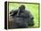 Western Lowland Gorilla Mother Carrying Baby on Her Back. Captive, France-Eric Baccega-Framed Premier Image Canvas