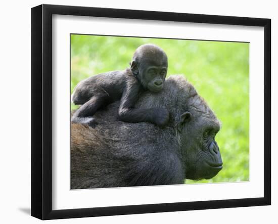 Western Lowland Gorilla Mother Carrying Baby on Her Back. Captive, France-Eric Baccega-Framed Photographic Print