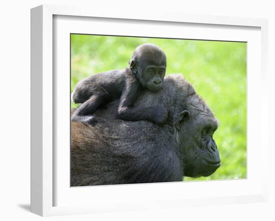 Western Lowland Gorilla Mother Carrying Baby on Her Back. Captive, France-Eric Baccega-Framed Photographic Print