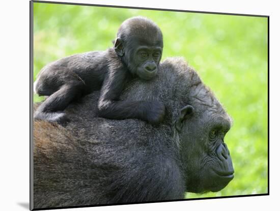 Western Lowland Gorilla Mother Carrying Baby on Her Back. Captive, France-Eric Baccega-Mounted Photographic Print