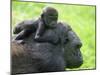 Western Lowland Gorilla Mother Carrying Baby on Her Back. Captive, France-Eric Baccega-Mounted Photographic Print