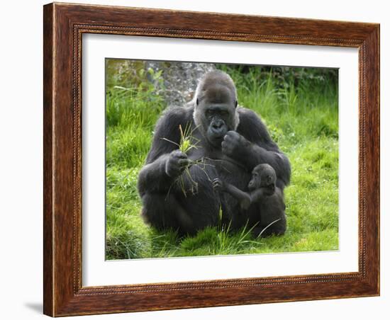 Western Lowland Gorilla Mother Feeding with Baby Investigating Grass. Captive, France-Eric Baccega-Framed Photographic Print