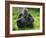 Western Lowland Gorilla Mother Feeding with Baby Investigating Grass. Captive, France-Eric Baccega-Framed Photographic Print