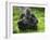 Western Lowland Gorilla Mother Feeding with Baby Investigating Grass. Captive, France-Eric Baccega-Framed Photographic Print