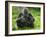 Western Lowland Gorilla Mother Feeding with Baby Investigating Grass. Captive, France-Eric Baccega-Framed Photographic Print