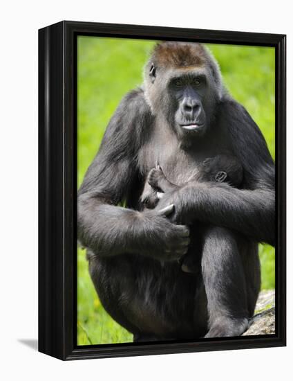 Western Lowland Gorilla Mother Holding Baby. Captive, France-Eric Baccega-Framed Premier Image Canvas
