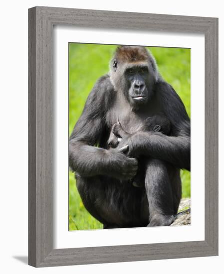 Western Lowland Gorilla Mother Holding Baby. Captive, France-Eric Baccega-Framed Photographic Print