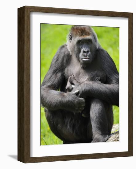 Western Lowland Gorilla Mother Holding Baby. Captive, France-Eric Baccega-Framed Photographic Print