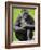Western Lowland Gorilla Mother Holding Baby. Captive, France-Eric Baccega-Framed Photographic Print